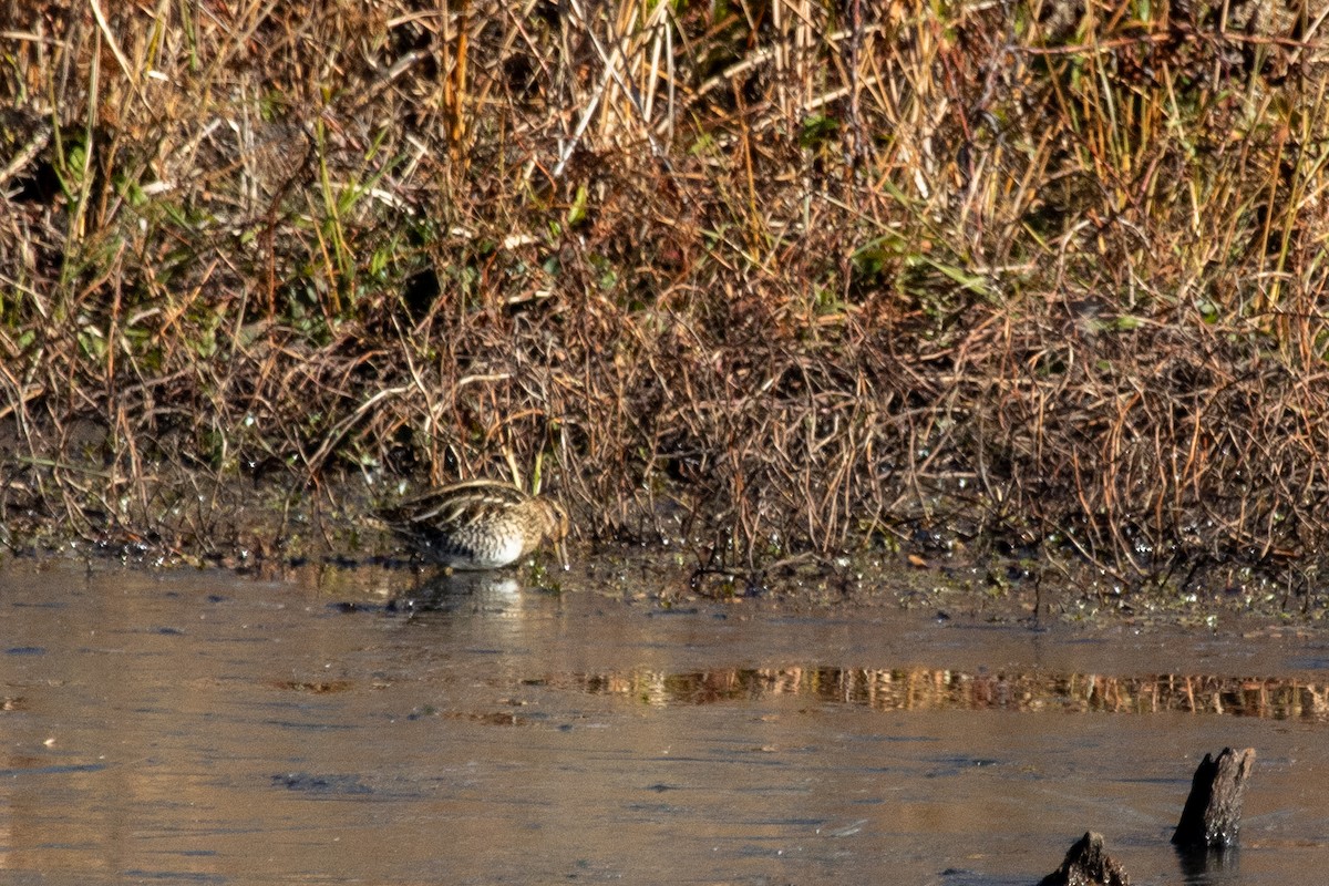 Wilson's Snipe - ML645995559