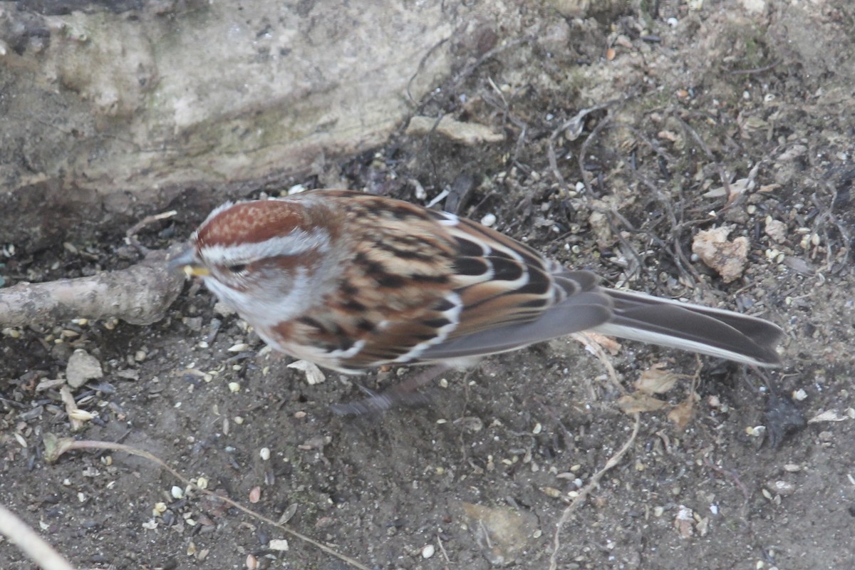 American Tree Sparrow - ML645995570