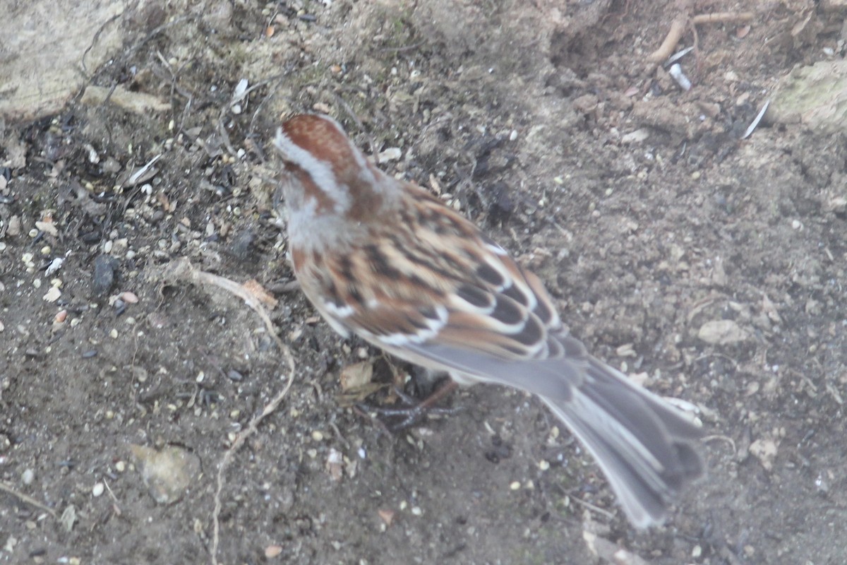 American Tree Sparrow - ML645995571