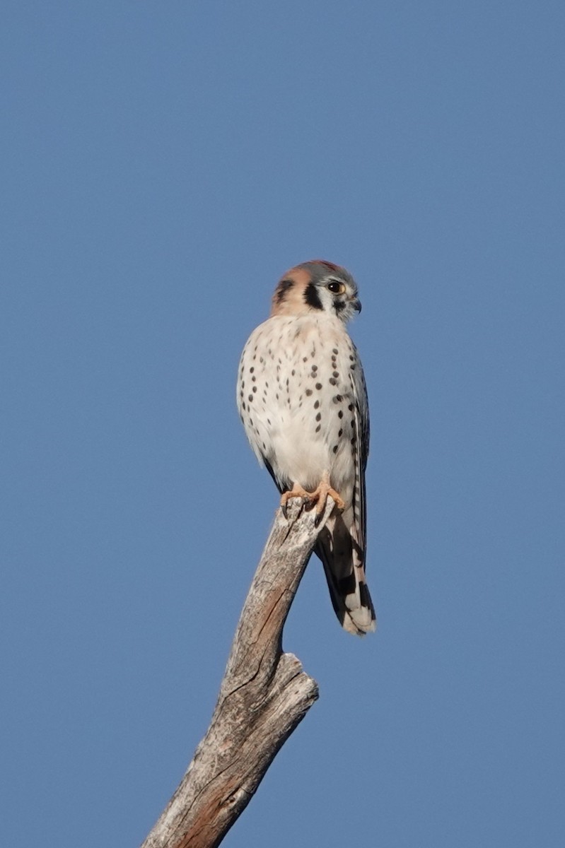 American Kestrel - ML645995573