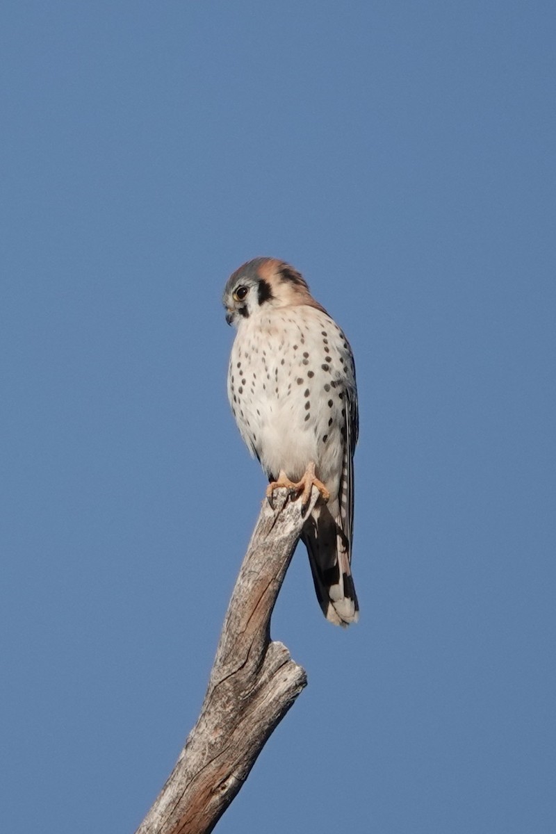 American Kestrel - ML645995574