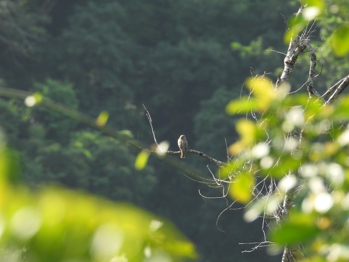 Spotted Flycatcher - ML645995579