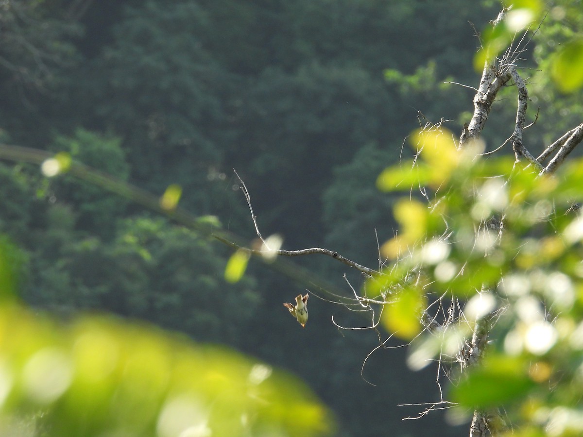 Spotted Flycatcher - ML645995580