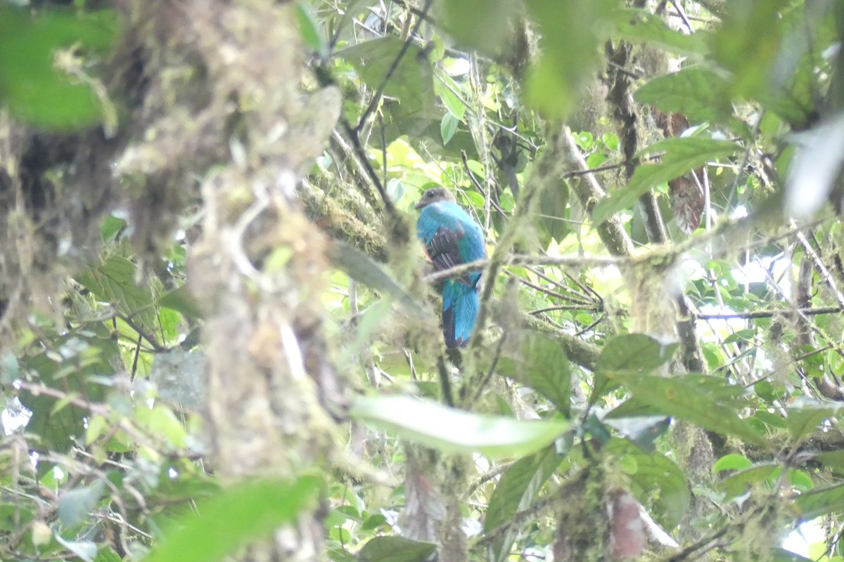 Quetzal Cabecidorado - ML645995581