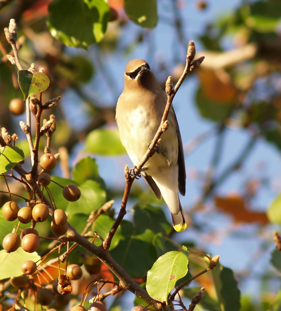 Cedar Waxwing - ML645995586