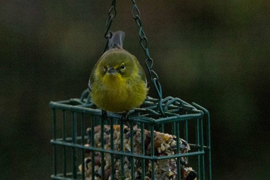 Pine Warbler - ML645995590
