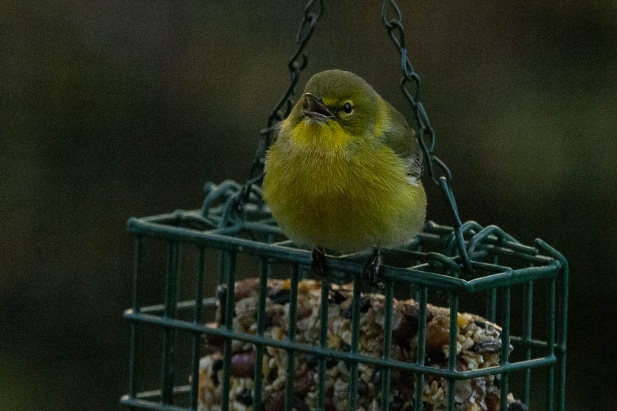 Pine Warbler - ML645995591