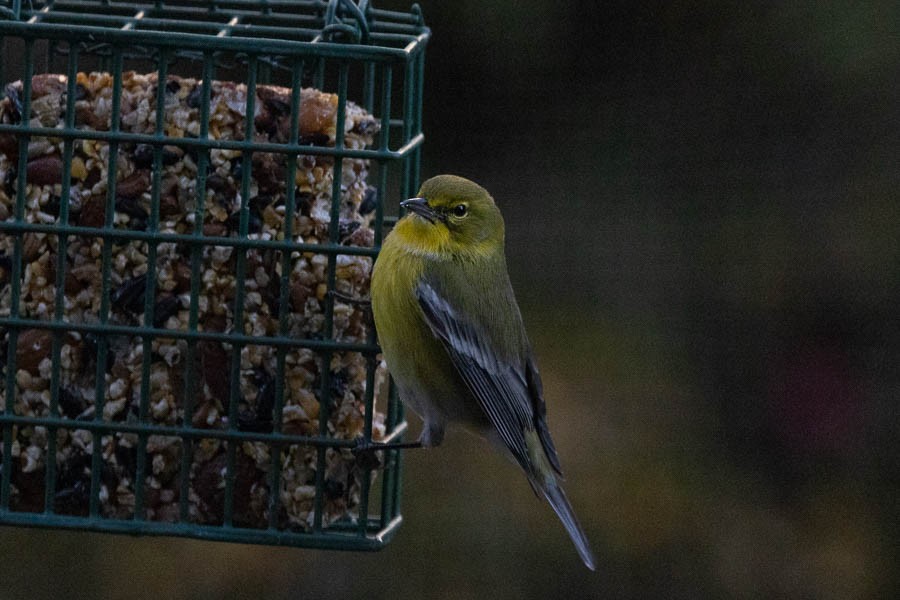 Pine Warbler - ML645995592