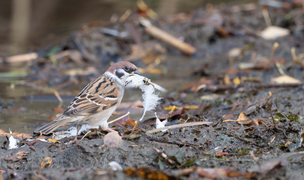 Ağaç Serçesi - ML645995600