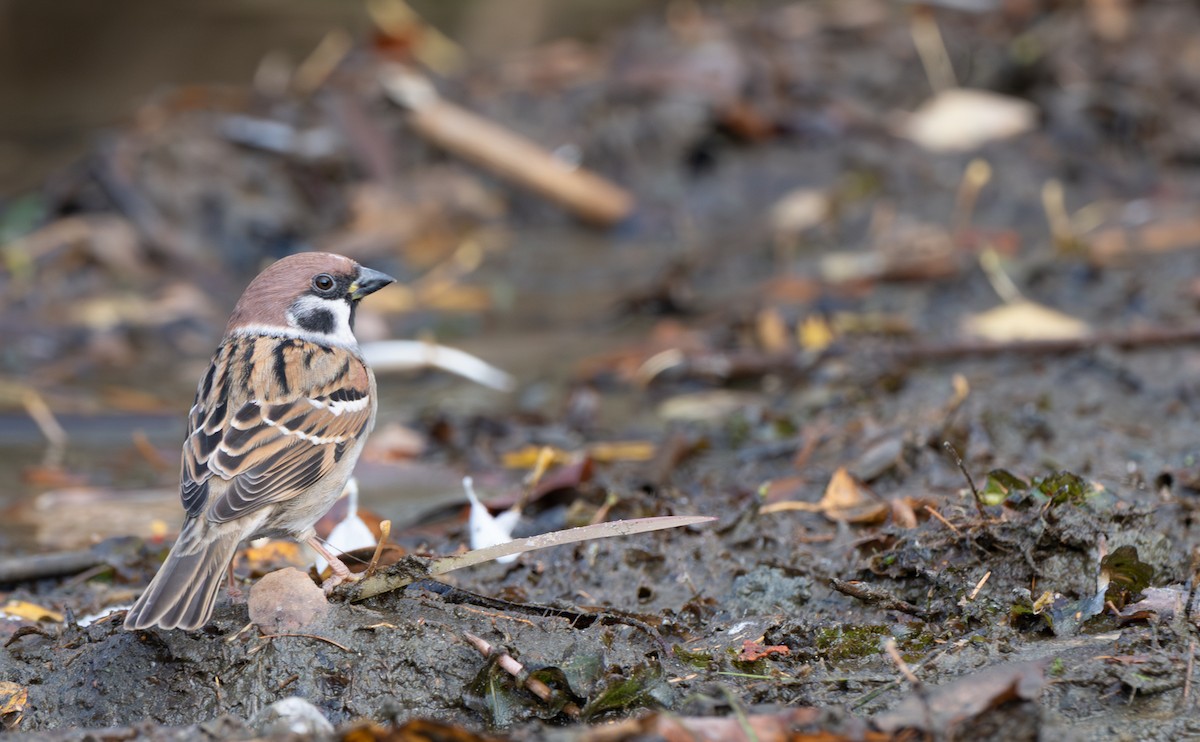 Ağaç Serçesi - ML645995601