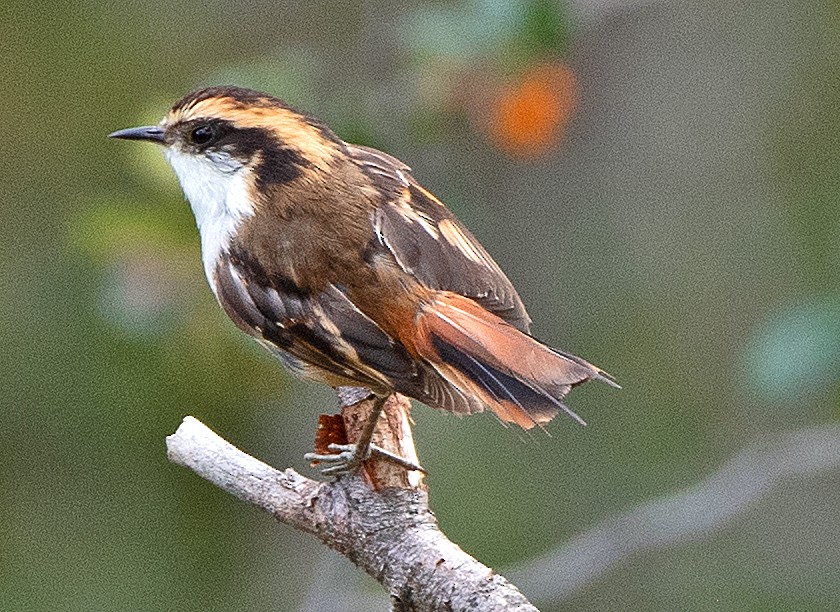 ハリオカマドドリ - ML645995606