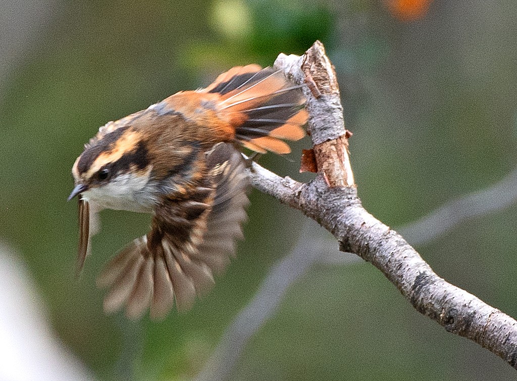 ハリオカマドドリ - ML645995607