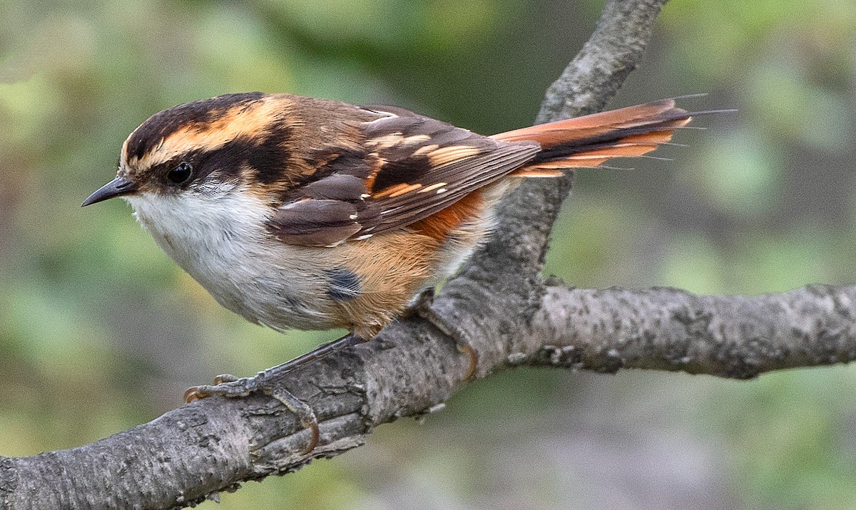 ハリオカマドドリ - ML645995609