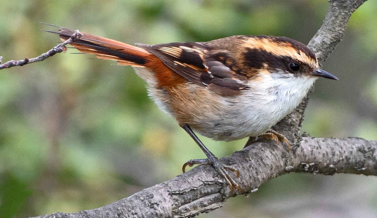 ハリオカマドドリ - ML645995610