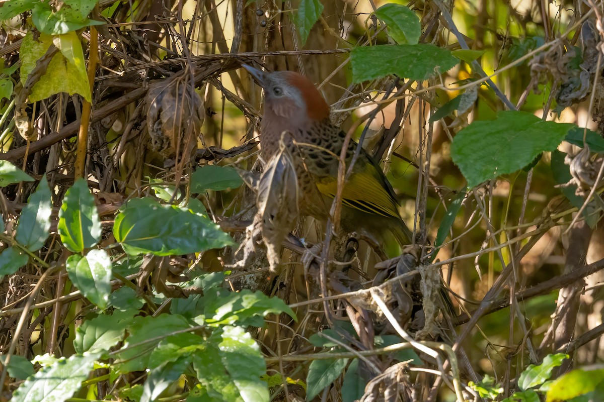 Assam Laughingthrush - ML645995614