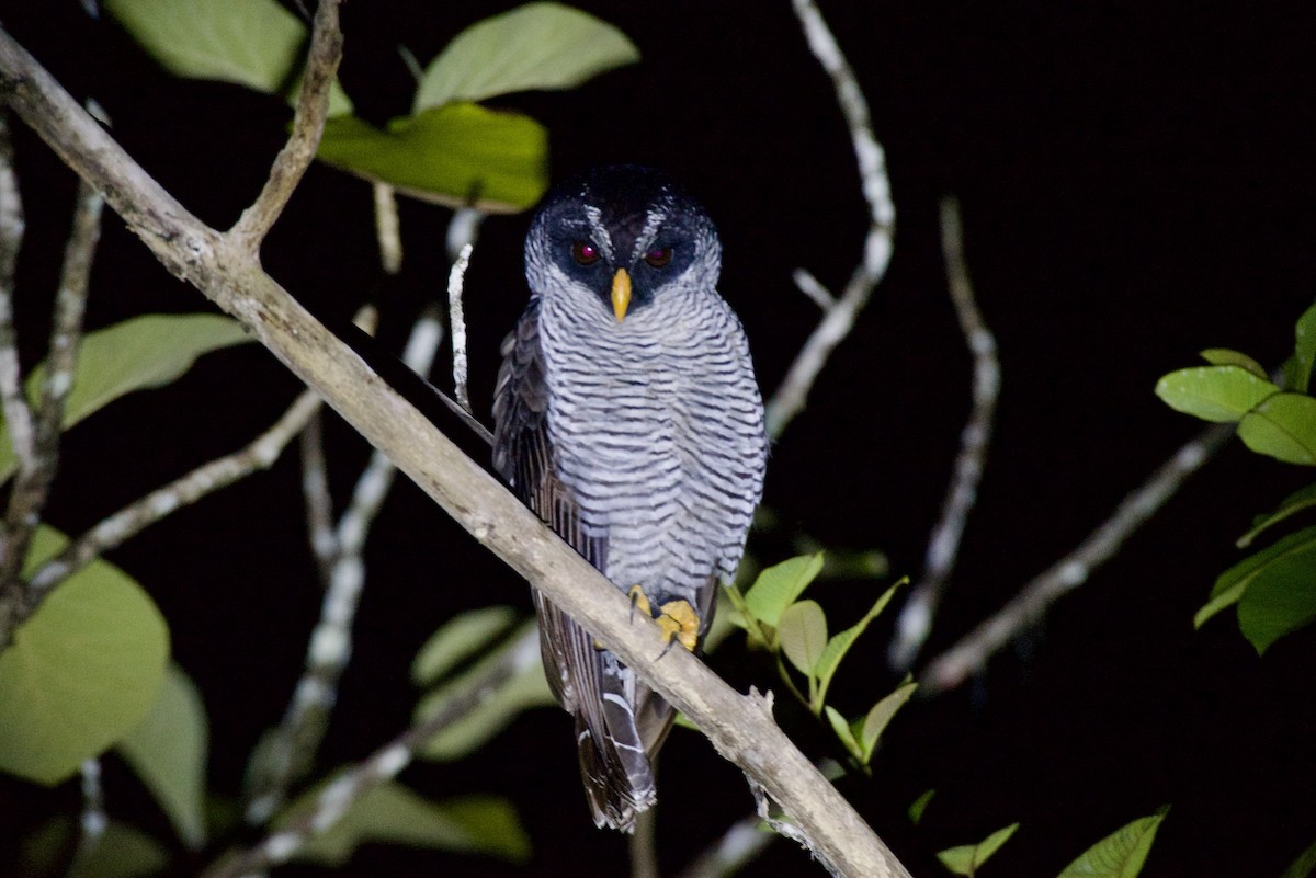 Black-and-white Owl - ML645995616