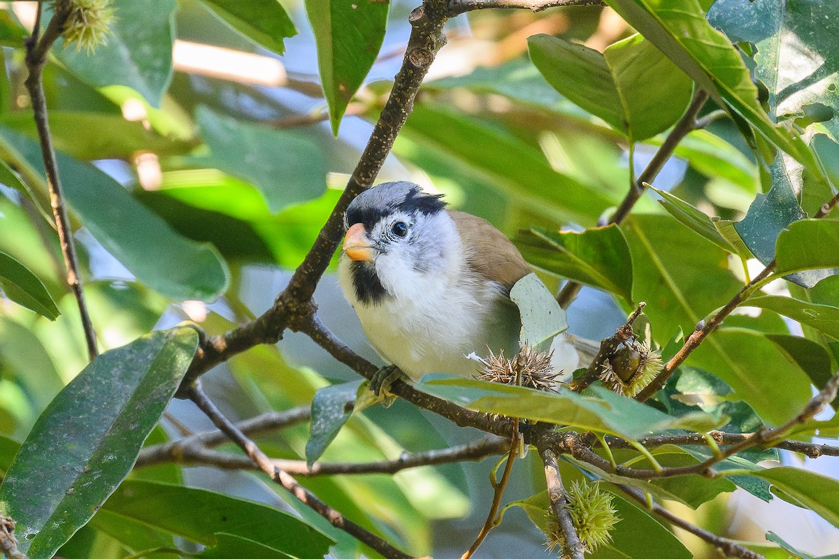 Gray-headed Parrotbill - ML645995617
