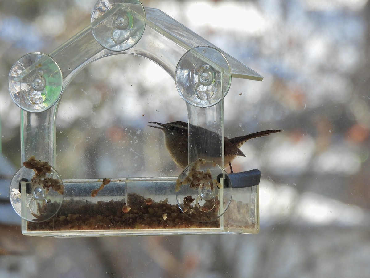 Carolina Wren - ML645995628