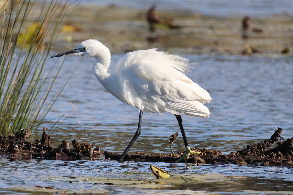 Little Egret - ML645995631