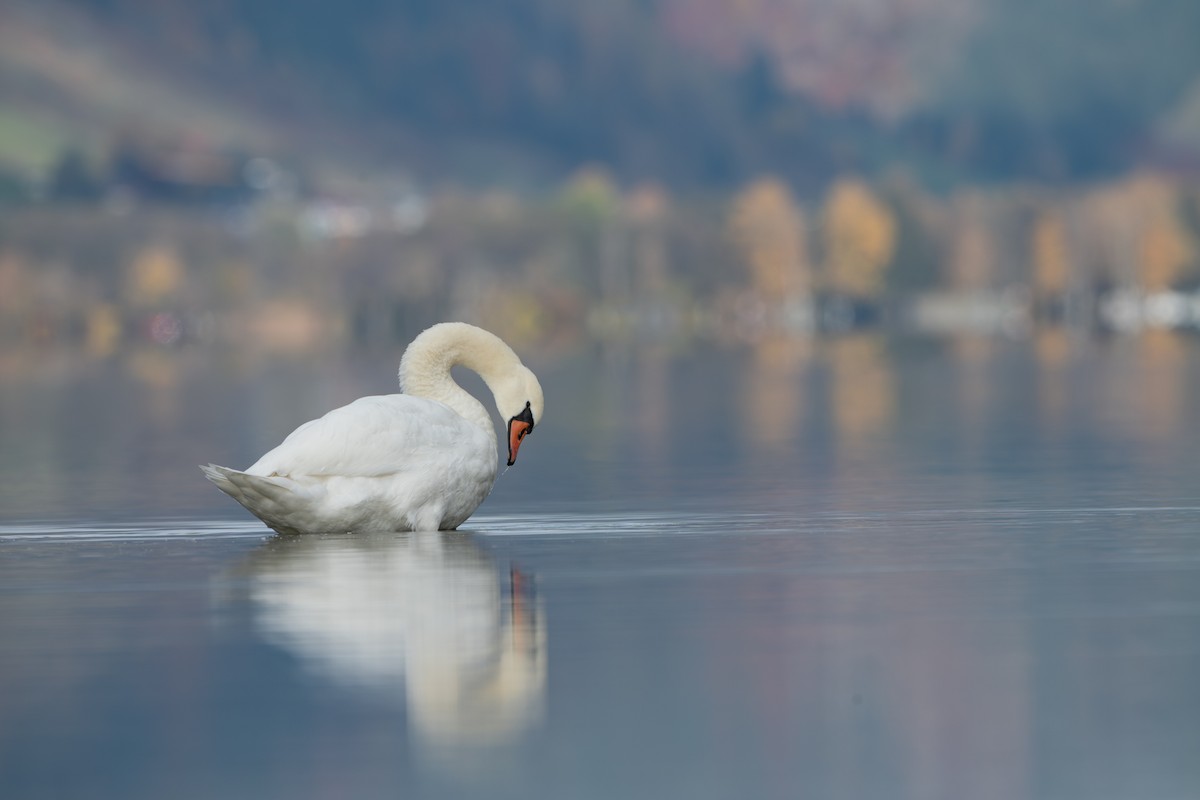 Mute Swan - ML645995645