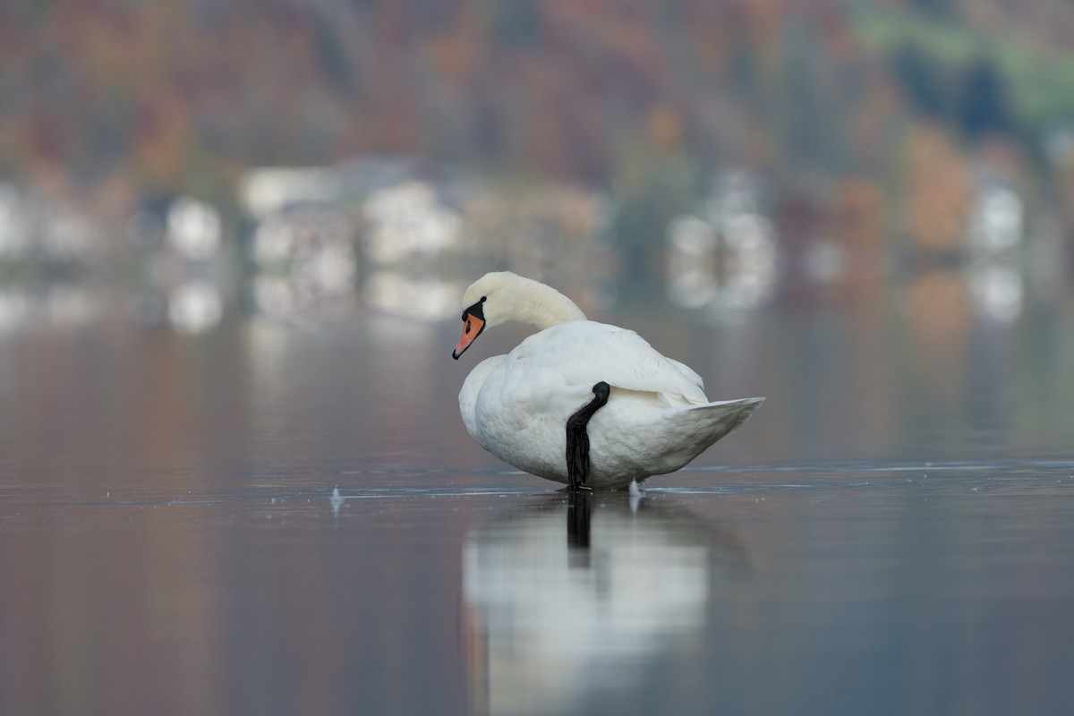 Mute Swan - ML645995646