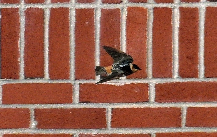Cave Swallow - ML645995650