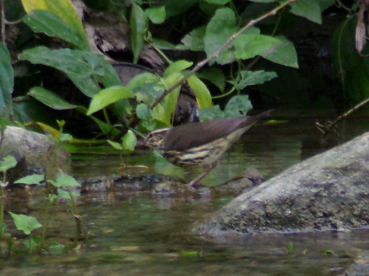 Northern Waterthrush - ML645995654