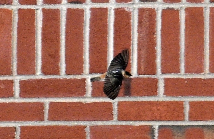 Cave Swallow - ML645995655