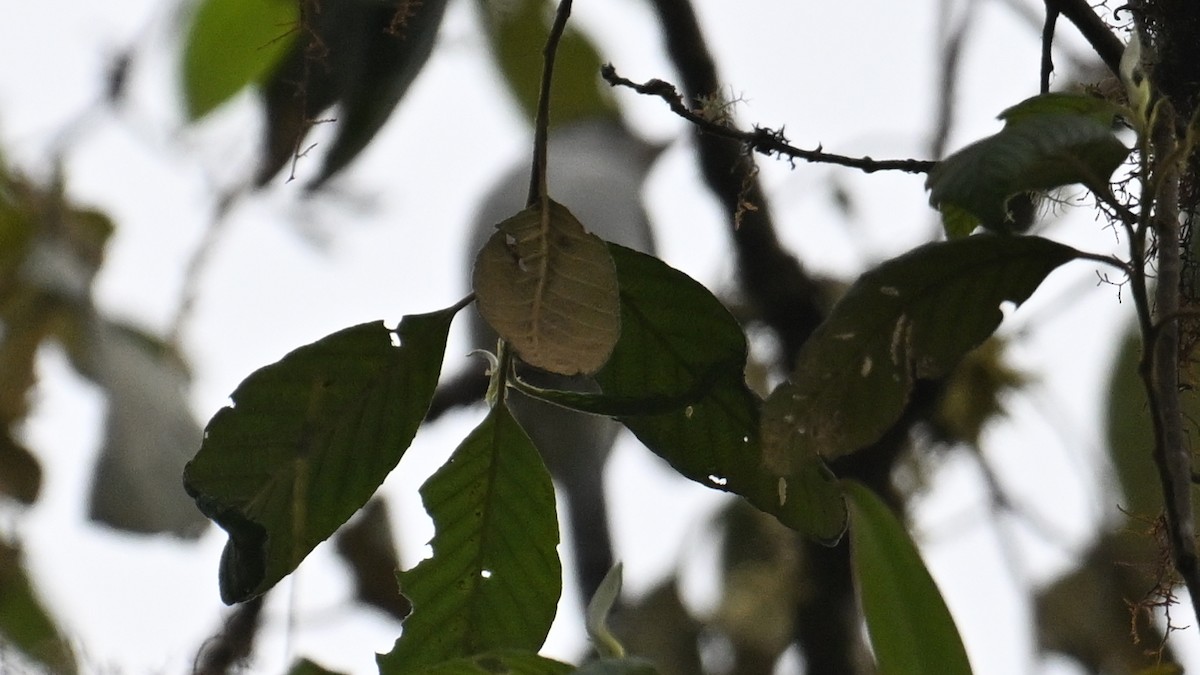 kryptobekard - ML645995658