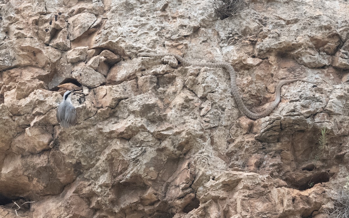 Eastern Rock Nuthatch - ML645995663