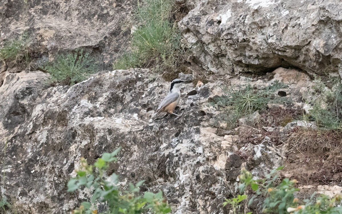 Eastern Rock Nuthatch - ML645995665