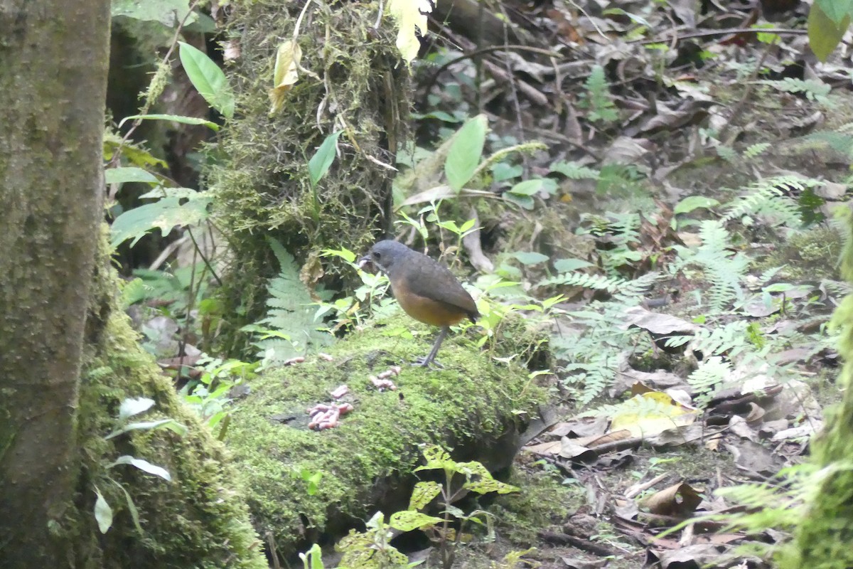 Moustached Antpitta - ML645995681