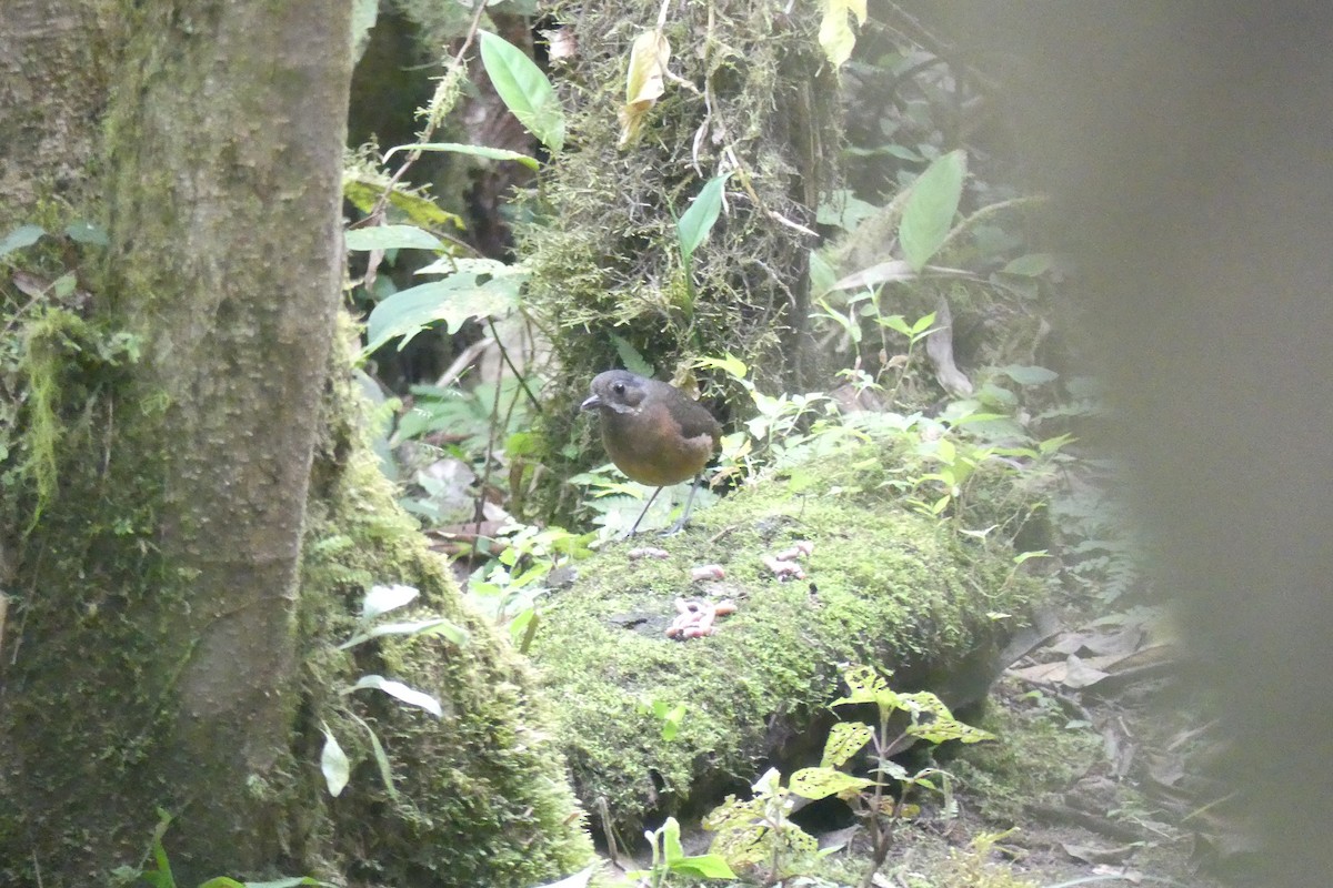 Moustached Antpitta - ML645995682