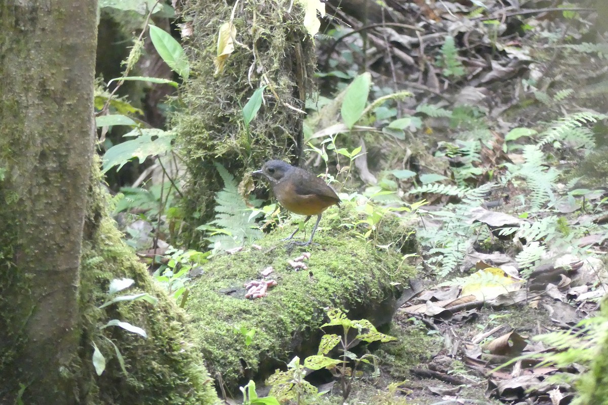 Moustached Antpitta - ML645995683