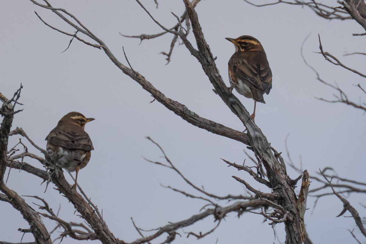 Redwing - ML645995684