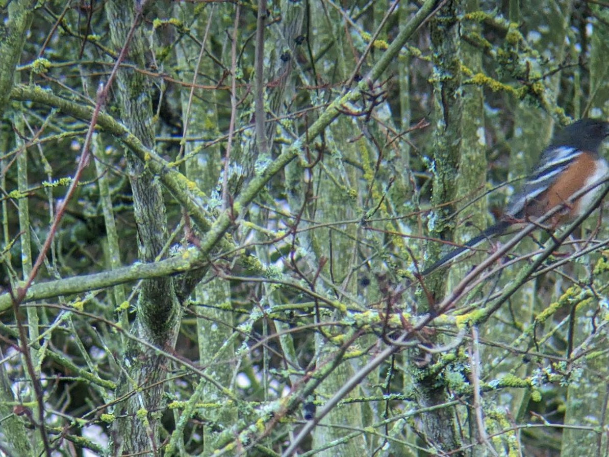 Spotted Towhee (maculatus Group) - ML645995701