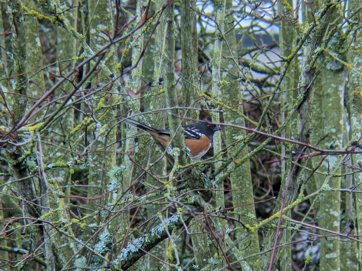 Spotted Towhee (maculatus Group) - ML645995702