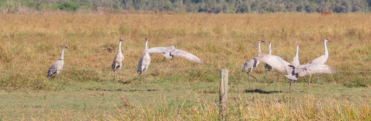 Sandhill Crane - ML645995715