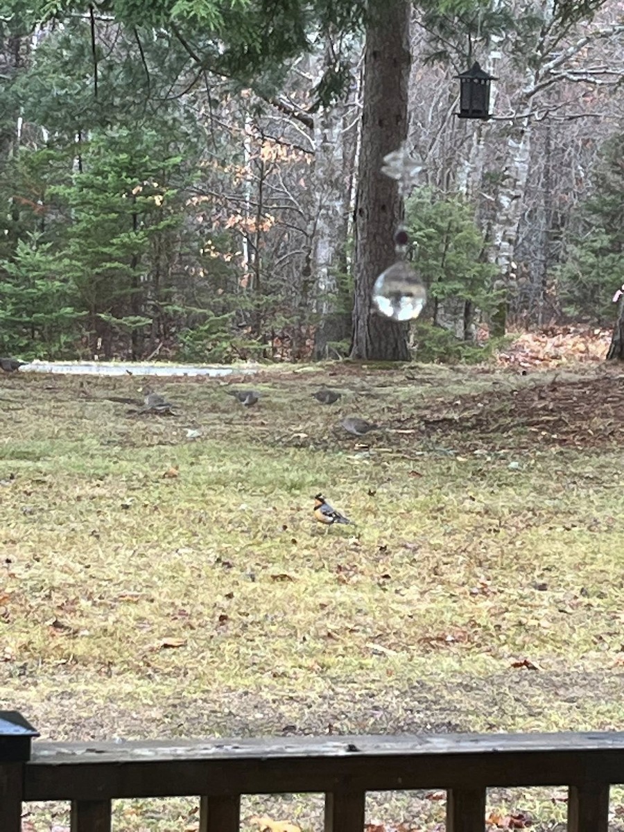 Varied Thrush - ML645995718