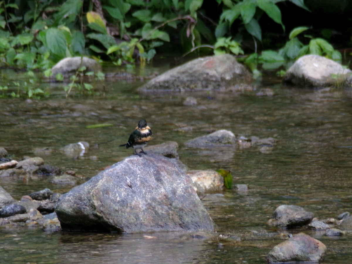 Green Kingfisher - ML645995723