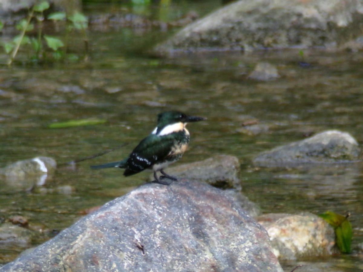Green Kingfisher - ML645995724