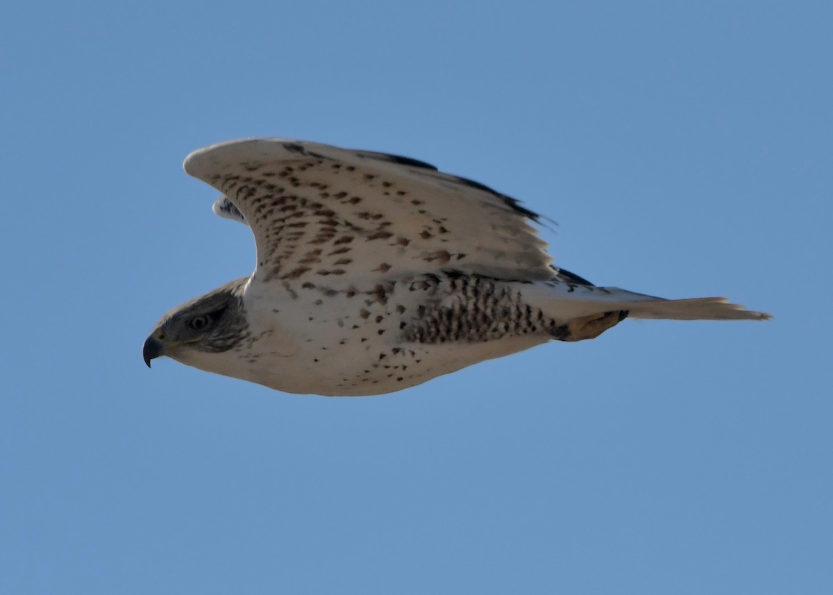 Ferruginous Hawk - ML645995731