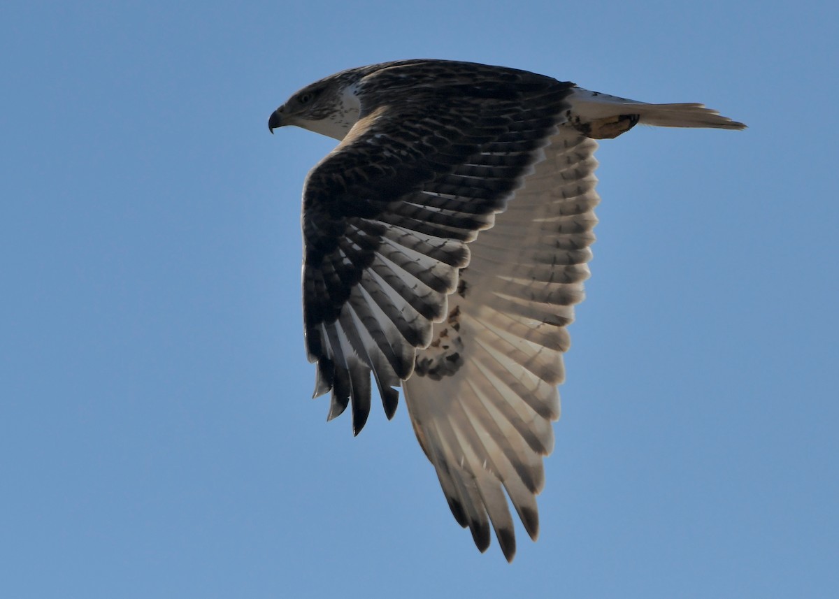 Ferruginous Hawk - ML645995732
