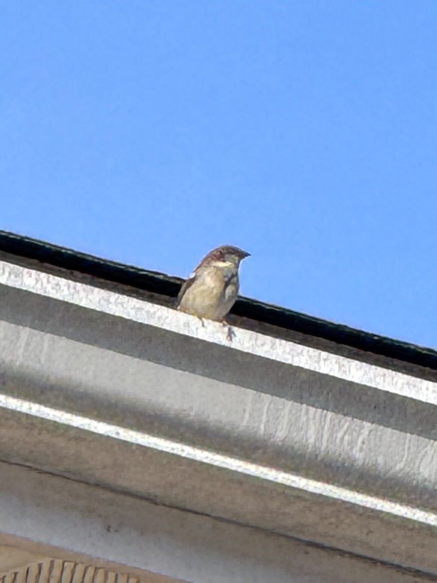 House Sparrow - ML645995733