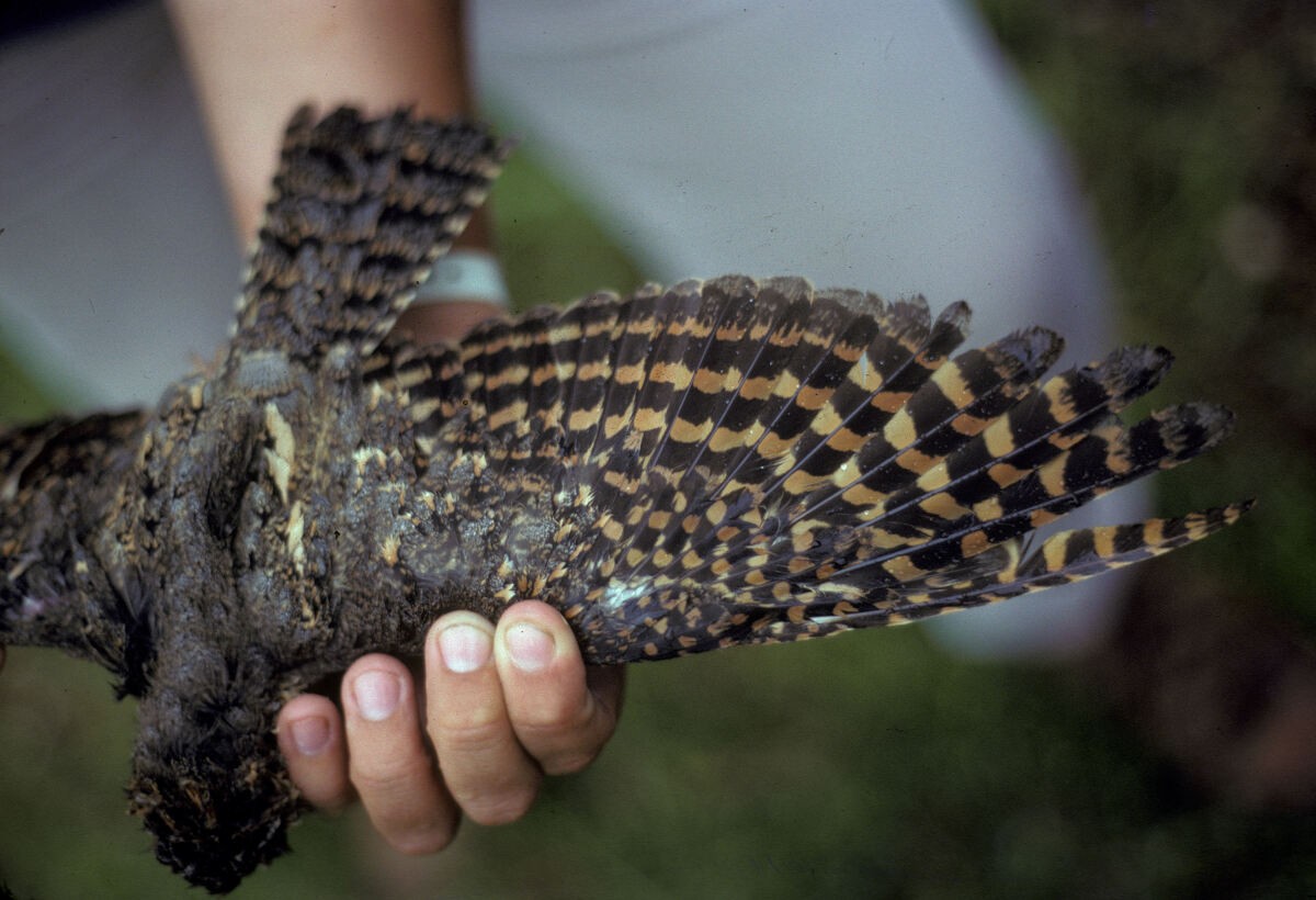 Мраморный козодой - ML645995739