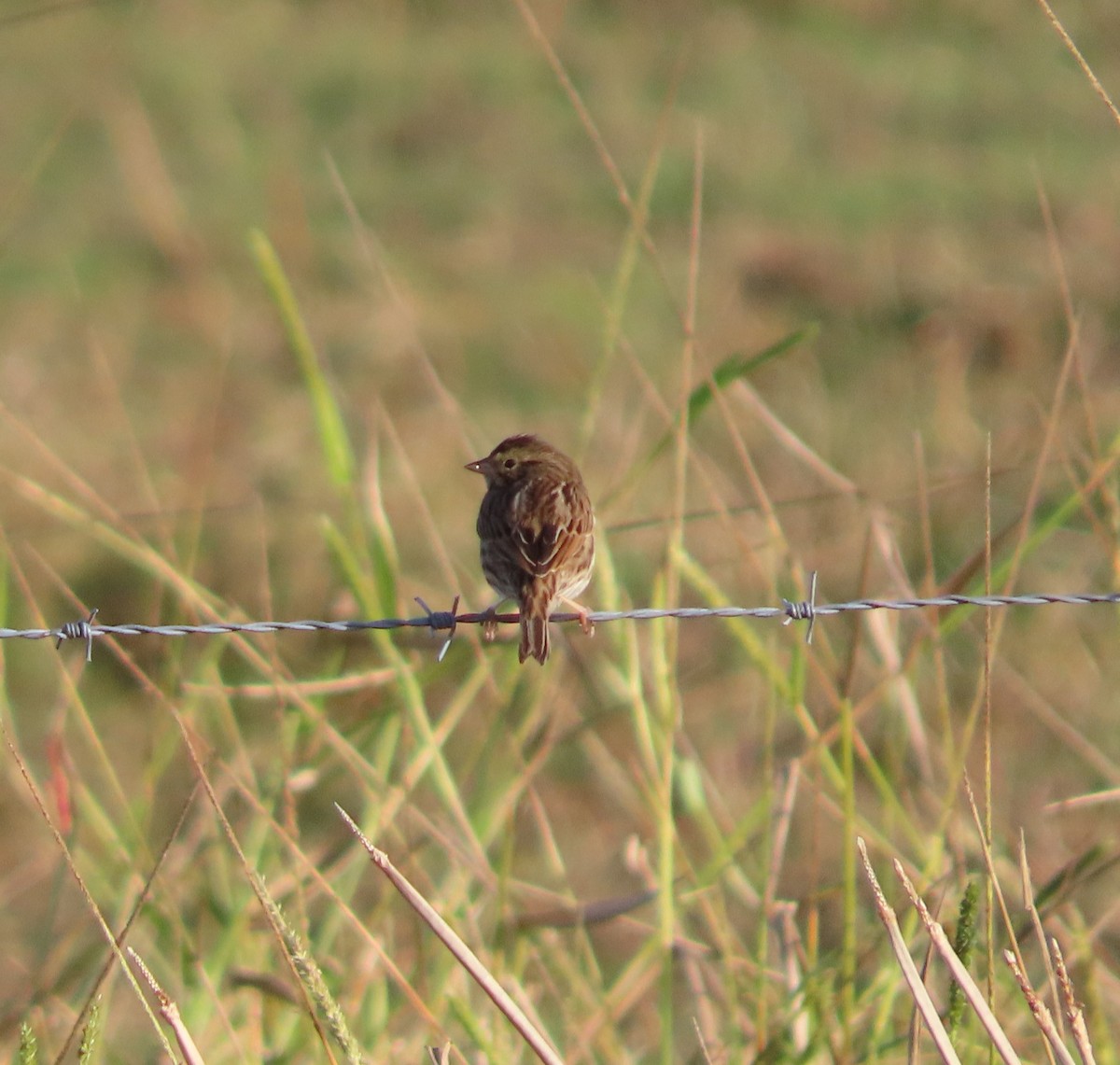 Savannah Sparrow - ML645995746