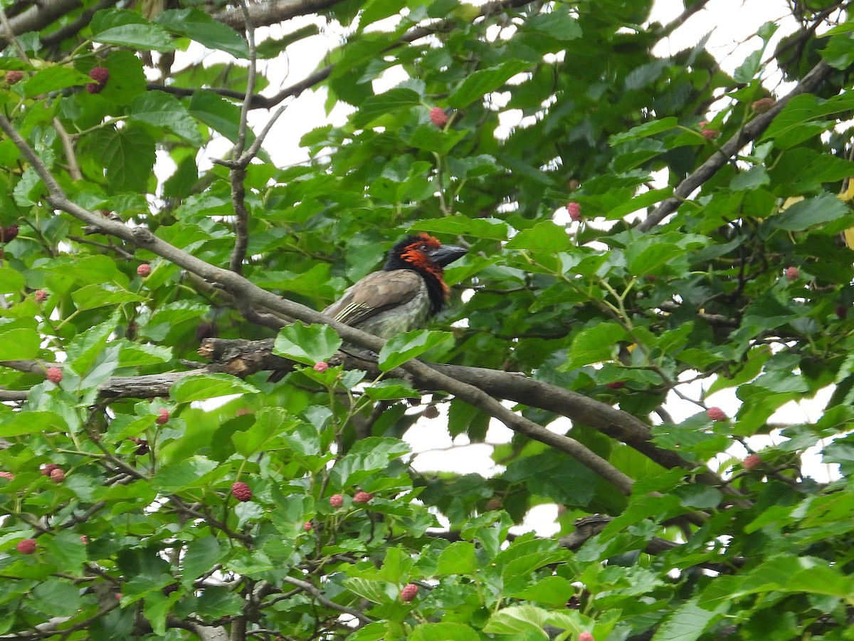 Black-collared Barbet - ML645995756