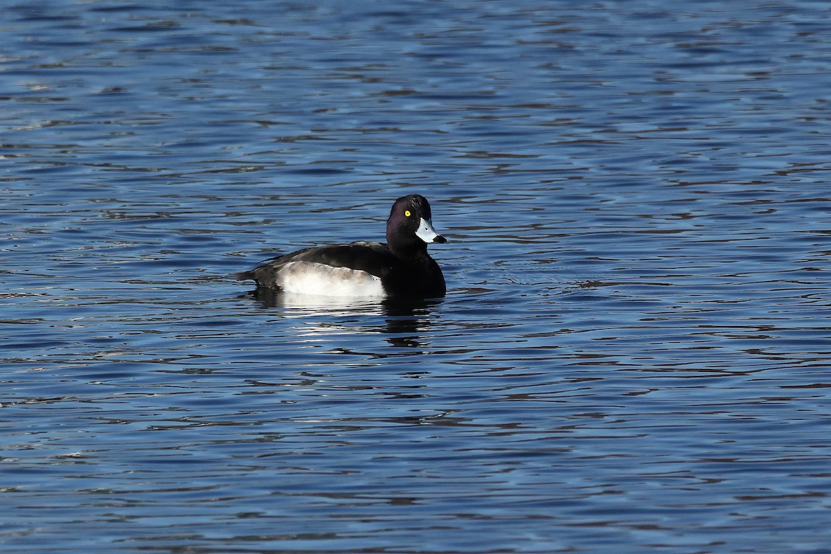 Moretta - ML645995757