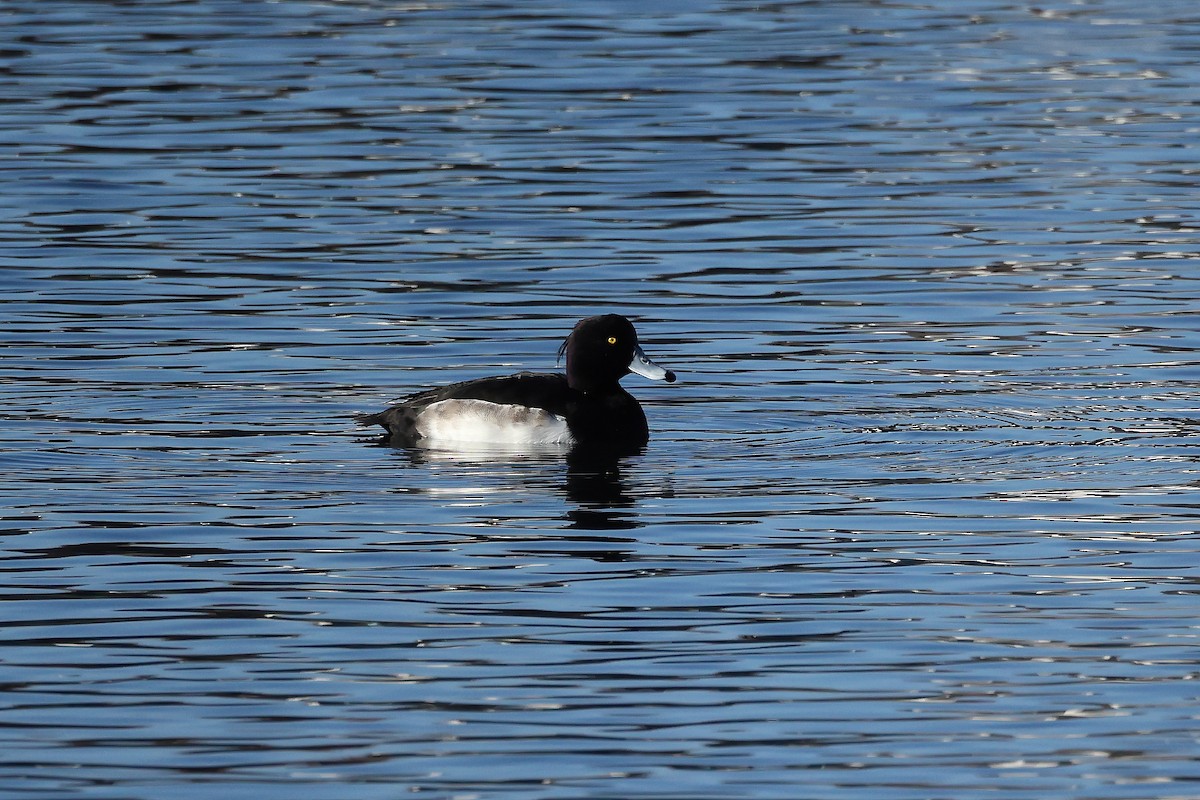 Moretta - ML645995758