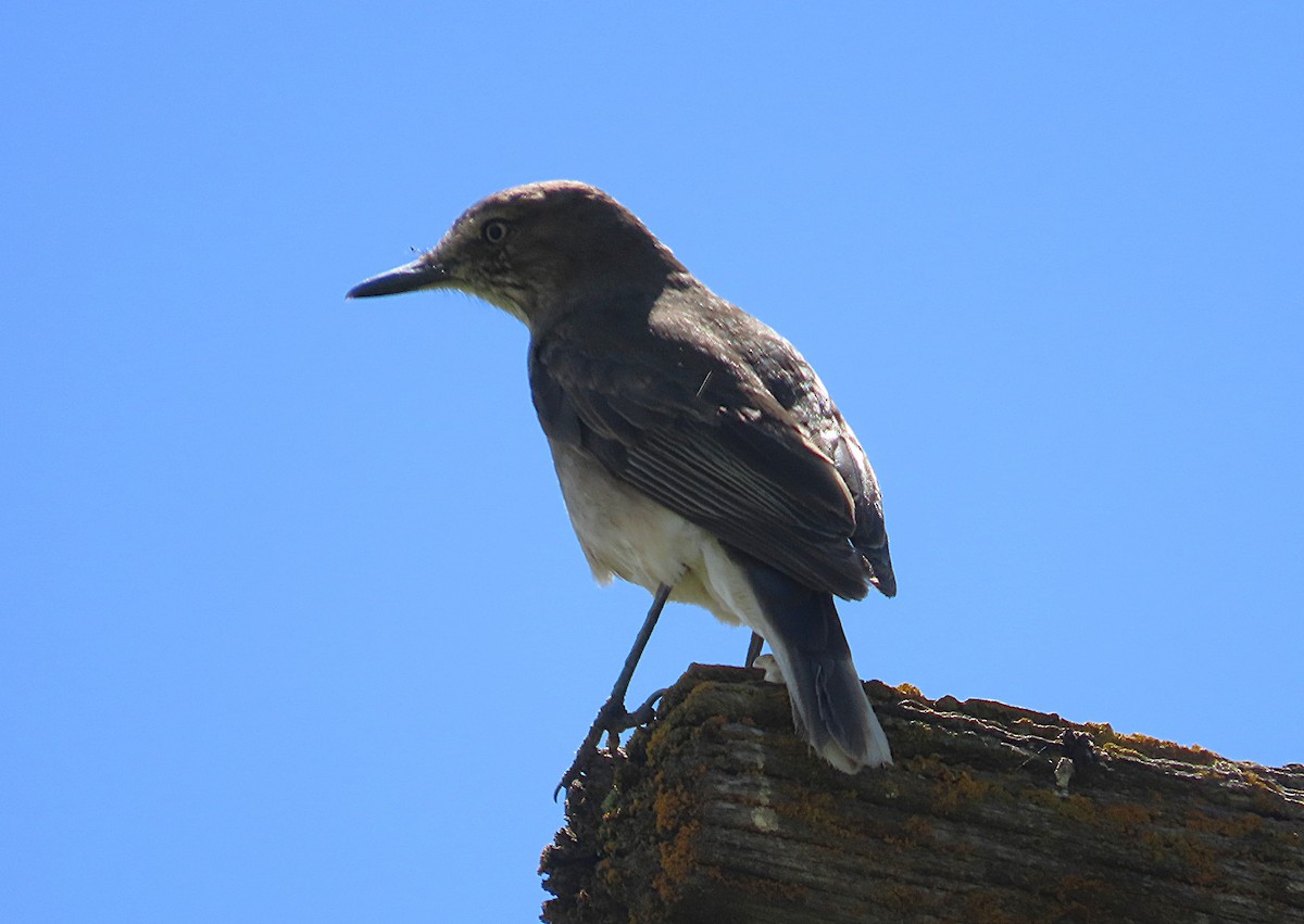 Black-billed Shrike-Tyrant - ML645995781